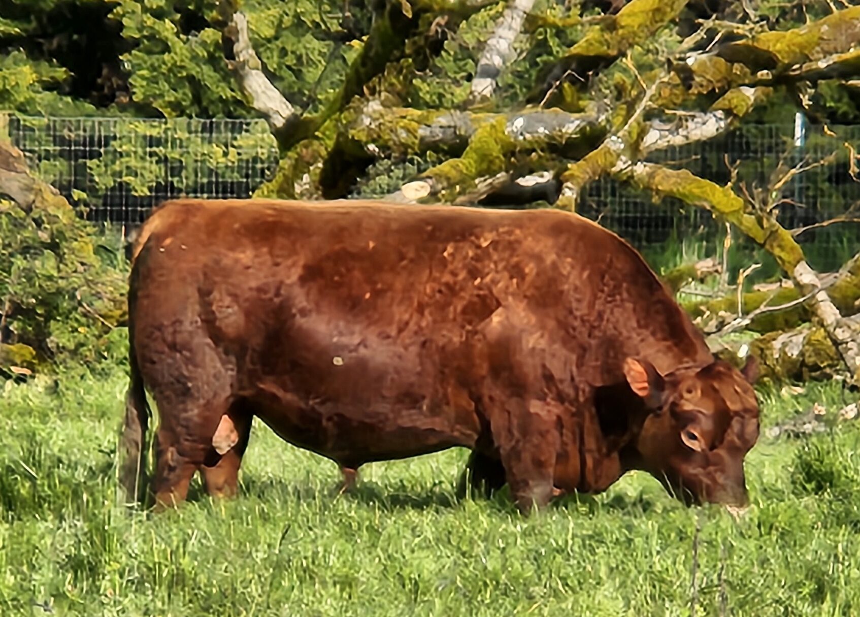 American Aberdeen bull