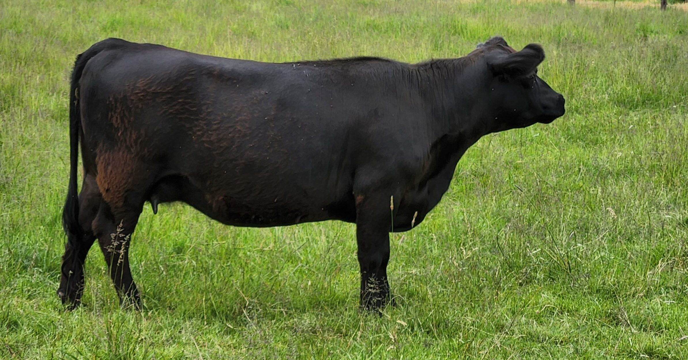 American Aberdeen cow