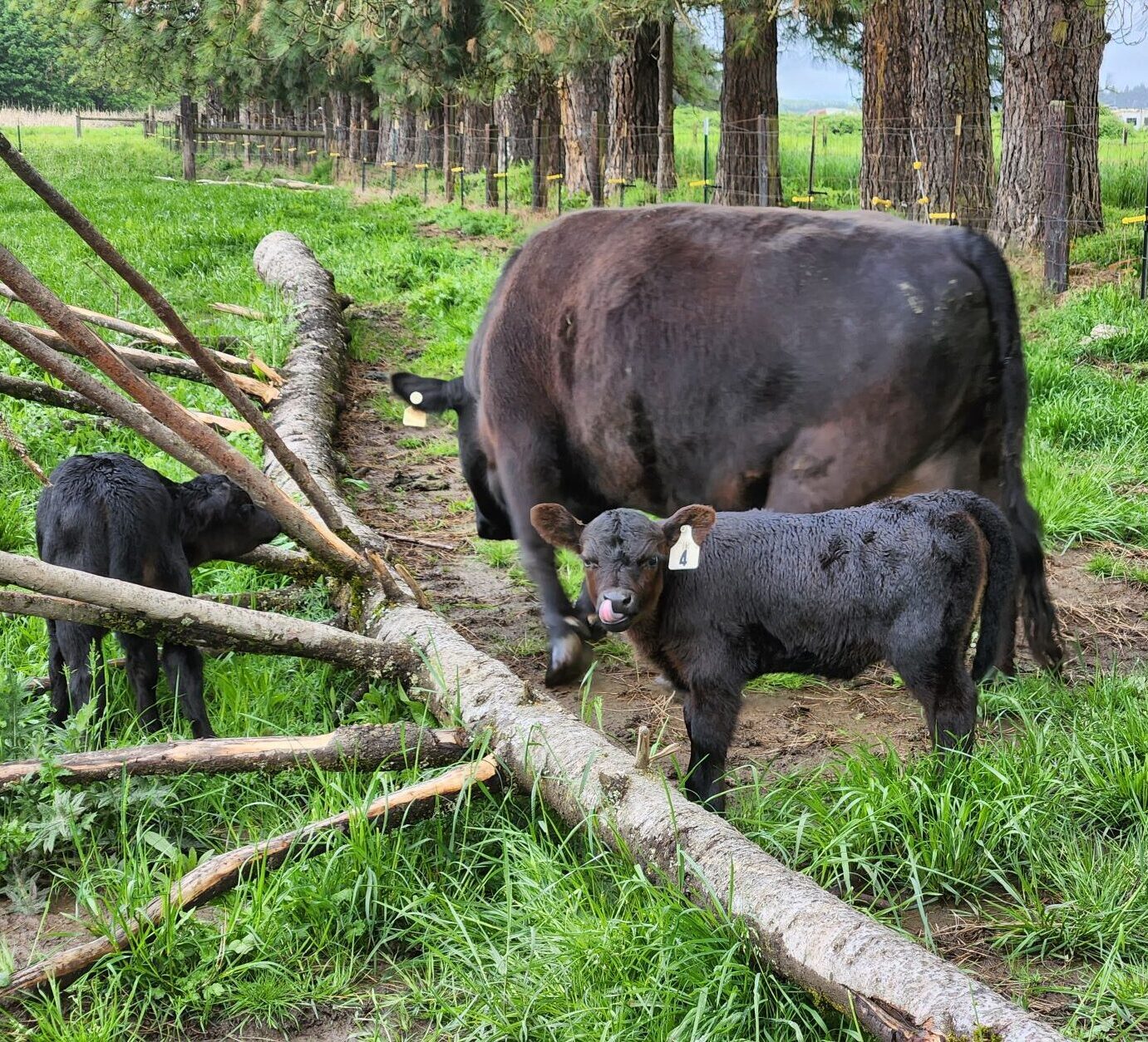 American Aberdeen cow and calves