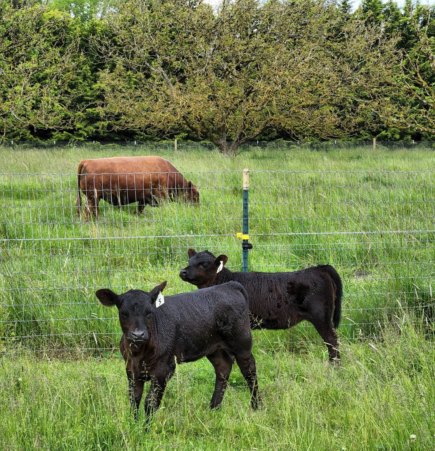 American Aberdeen calves with American Aberdeen bull