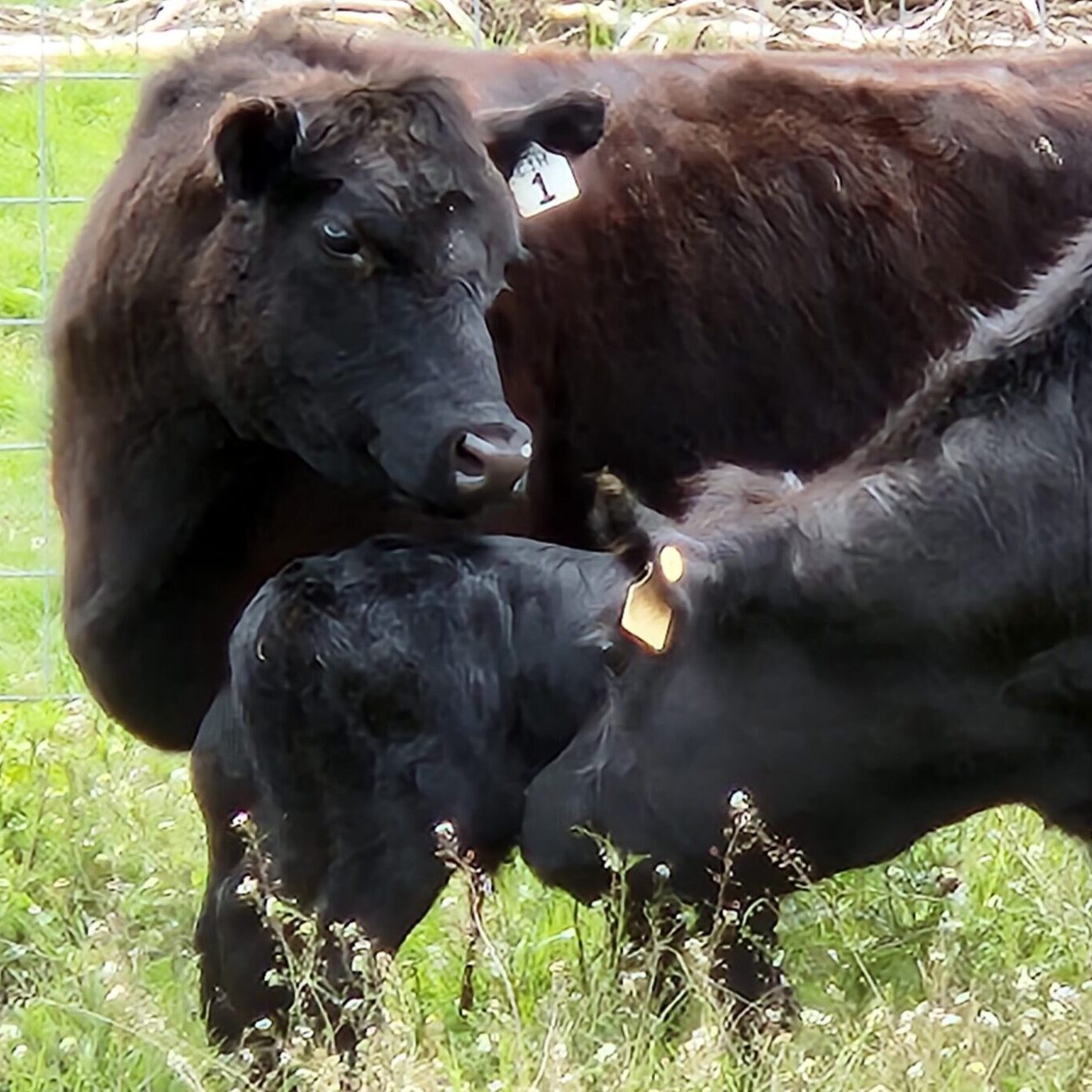 American Aberdeen cows with newborn calf