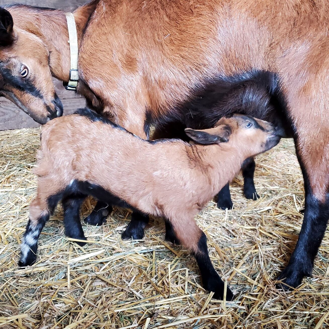 Oberhasli goat kid nursing